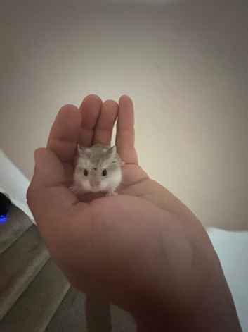 5 Russian dwarf hamster
