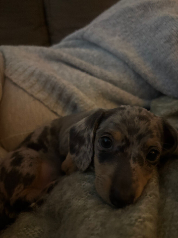 2 KC registered dapple miniature Dachshund