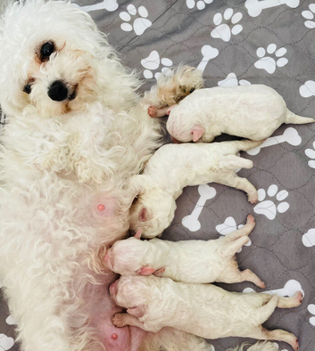Bichons Frise