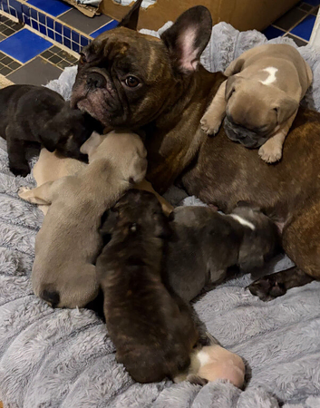 KC Reg Pedigree French Bulldog Puppies