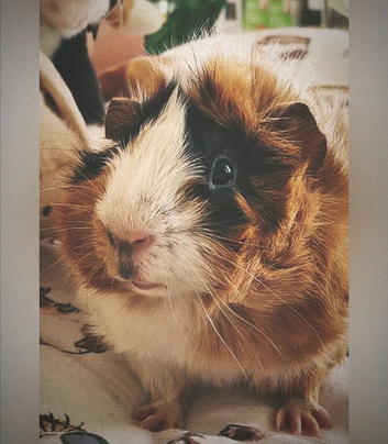 Twix