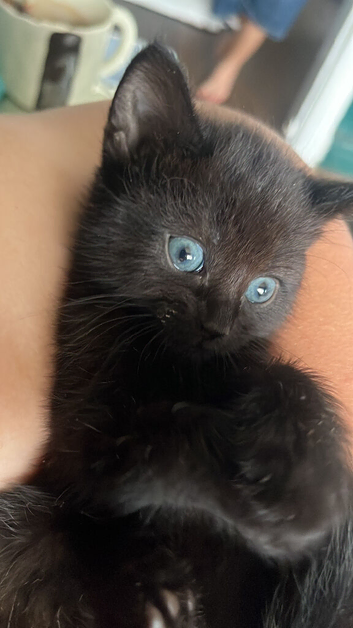 Kittens