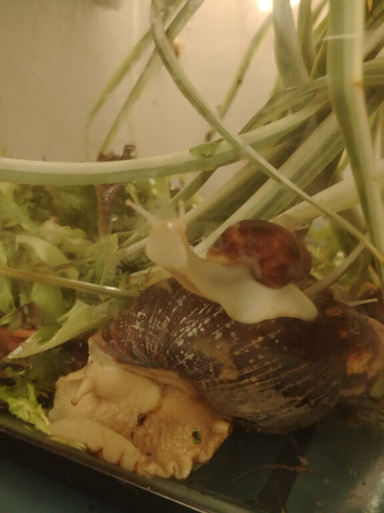 Giant African Land Snails