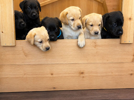 Beautiful Labrador puppies