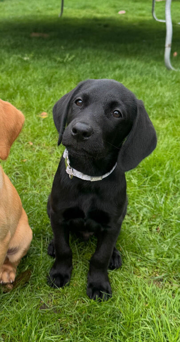 Male Labrador pup