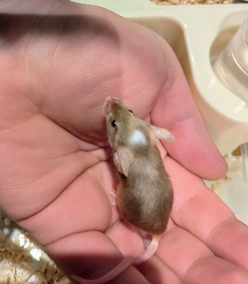 Baby fancy mice