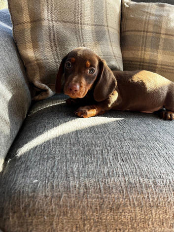 Dachshund