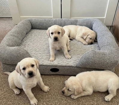 Adorable Labrador Puppies