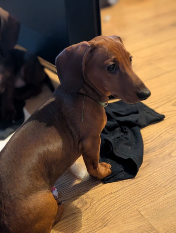 Miniature dachshund puppies