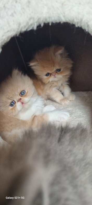 Persian Kittens