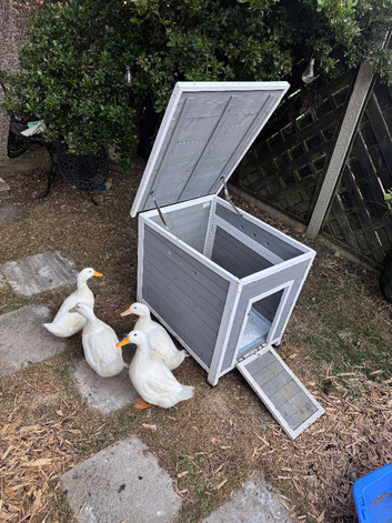 Cherry valley ducks for sale