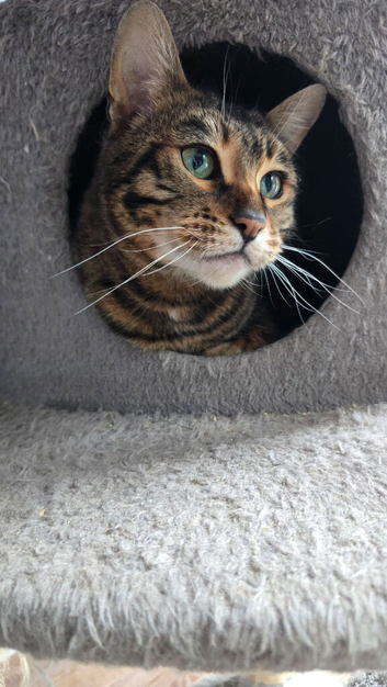 Female Toyger