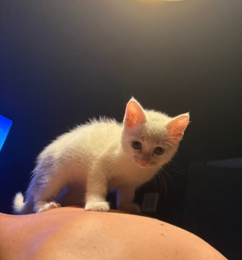Kitten needs rehoming 12 weeks old