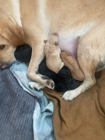 Labrador puppies for sale