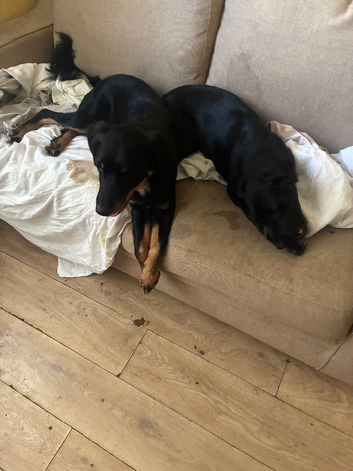 Dogs for sale