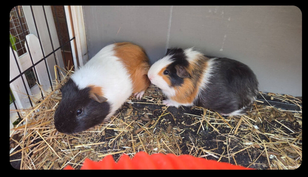 X2 male 3th guinea pigs with hutch and accessories