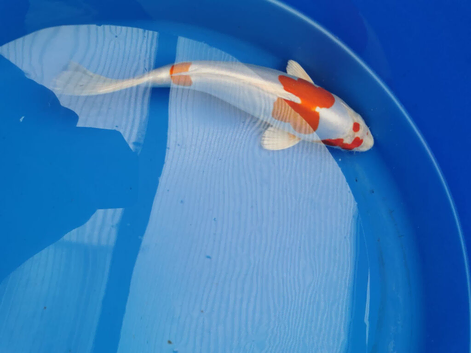 beautiful koi carp