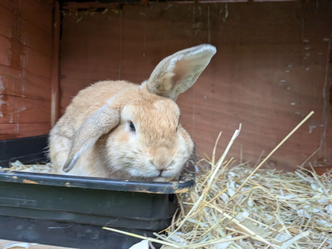 1year old lop available