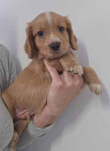 Cocker spaniel puppies for sale.