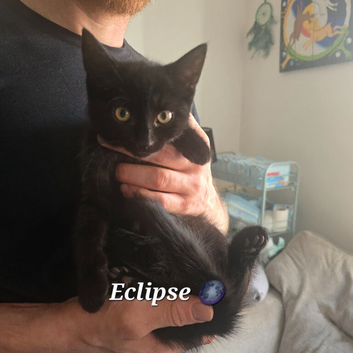 *LAST BOY* Playful Black kitten