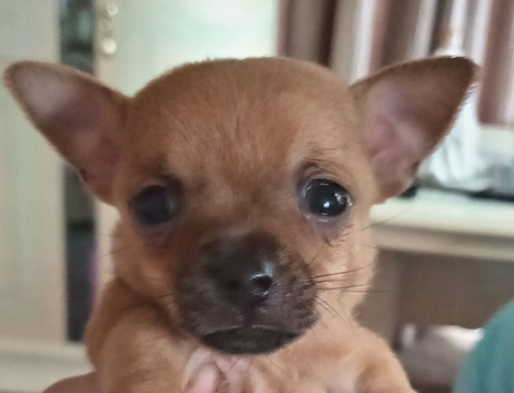 Here i have 1 beutful  boy left xx