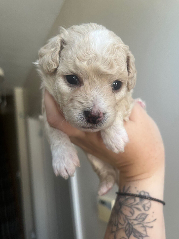 Cocker spaniel cockerpoo cross cavapoochon