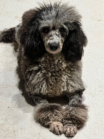 Gorgeous Blue Merle Poodle Girl