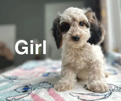 Lovely puppies available to be viewed