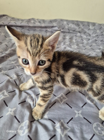 Adorable Tabby female Looking for Loving Home