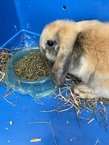 Gorgeous Mini Lop Babies Ready Now!
