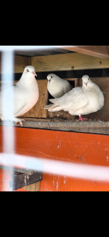 Pure White Pigeons
