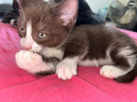 Stunning small litter from my black and white cat