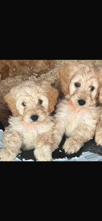 Miniature cockapoo