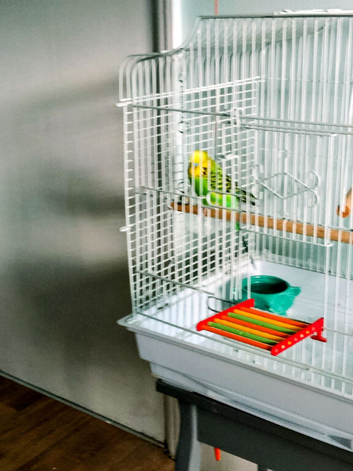 Budgie for rehoming...