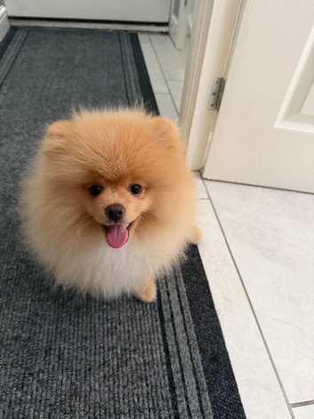 Pup for sale