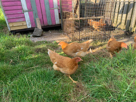 16 week old pullets