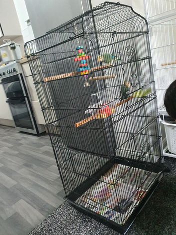 Lovebirds for sale