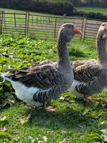 Dewlap Toulouse Gander