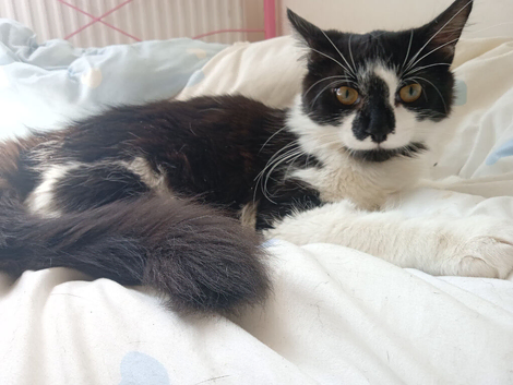 Cat needs rehoming