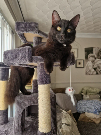 For adoption: 10 month old castrated male kitten long hair