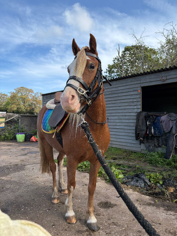 12.2 3 year old welsh c mare