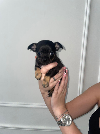 Full breed chihuahua 1boy 1girl left