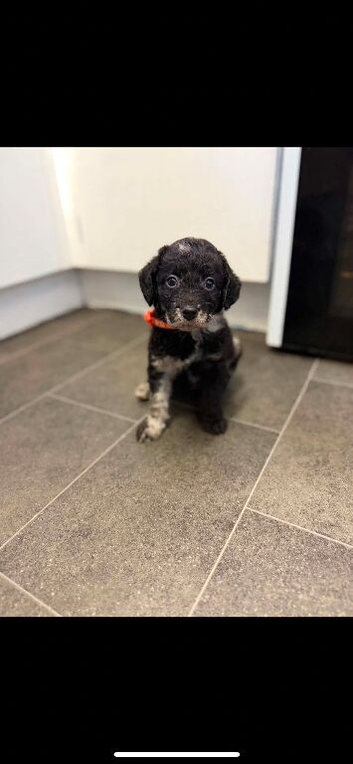 F1 labradoodles