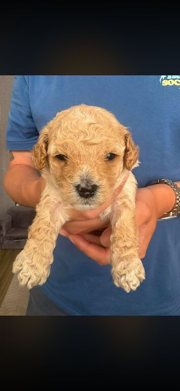 3 beautiful male cavapoo puppies for sale