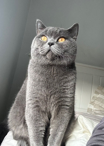 british shorthair kittens