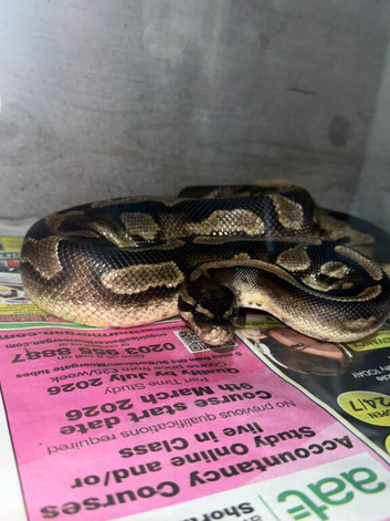 Female 4 Yr old ball python