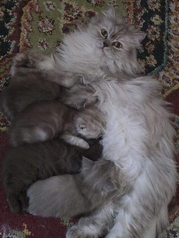 Ready to go beautiful Persian kittens