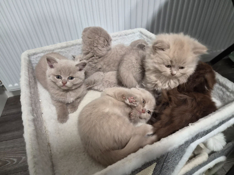 Scottish fold kittens