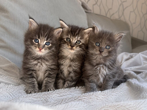 TICA REGISTERED MAINE COON KITTENS