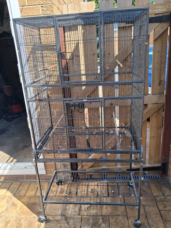 2 breeding pair of exhibition budgies